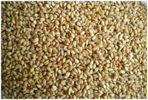 toasted-natural-sesame-seeds.jpg