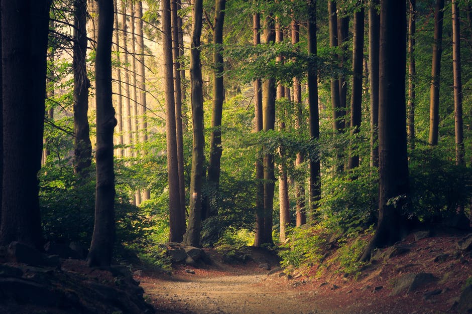 path thru the forest